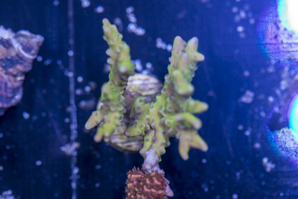Anacropora - Green Goblin