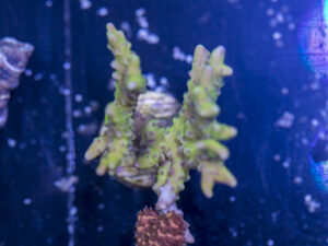 Anacropora - Green Goblin