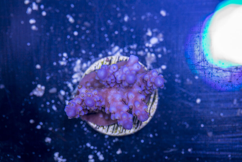 Acropora - Fireworks