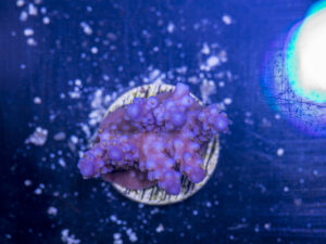 Acropora - Fireworks
