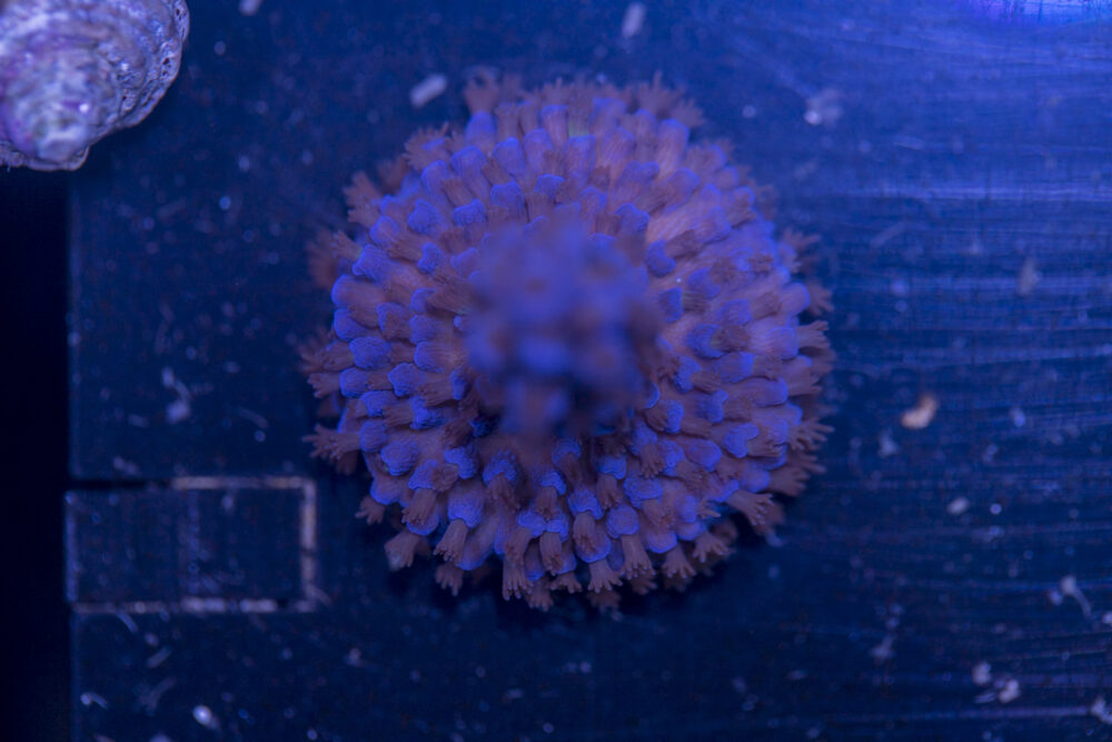 Acropora - Blue Fluffy