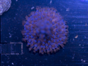 Acropora - Blue Fluffy