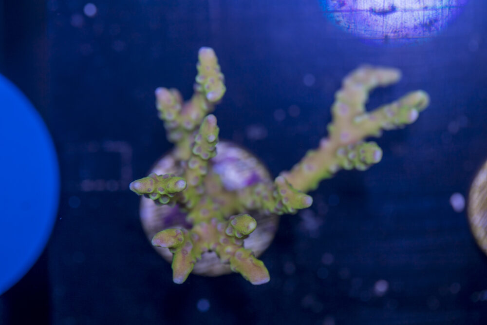 Anacropora - Green Goblin
