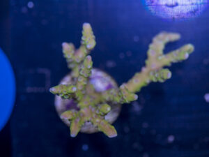 Anacropora - Green Goblin