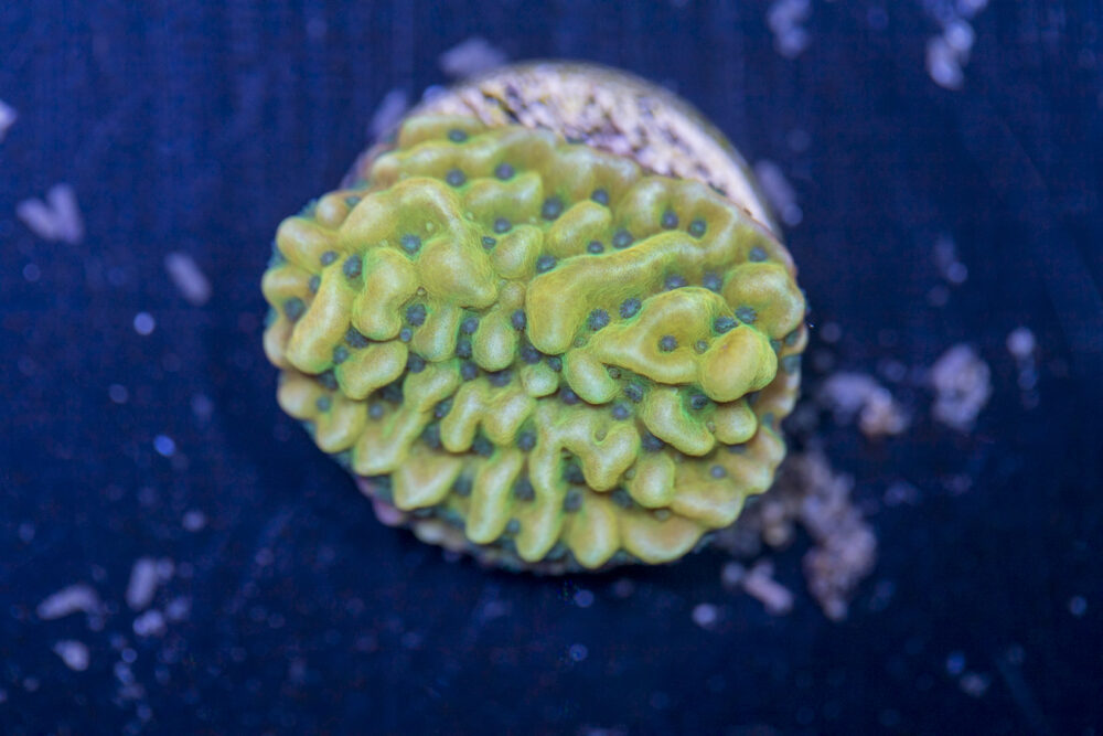 Montipora - Beach Bum