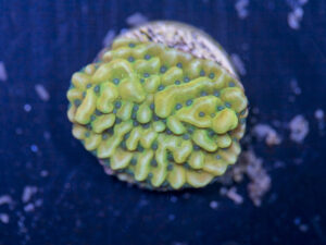 Montipora - Beach Bum