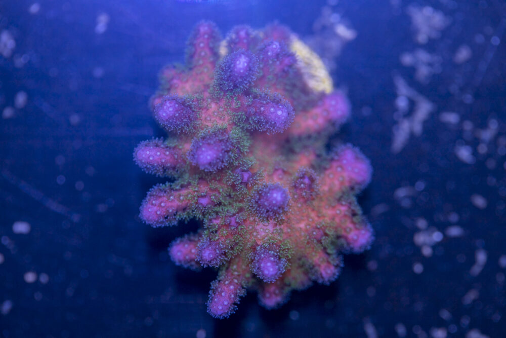 Pocillopora