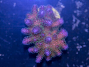 Pocillopora