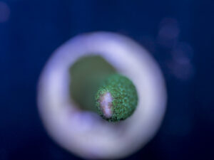 Montipora - Green Digitata