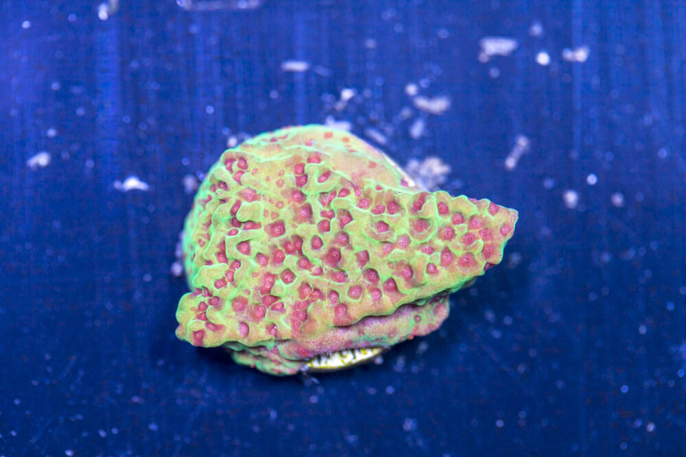 Montipora - Chilli Pepper
