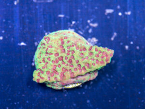 Montipora - Chilli Pepper