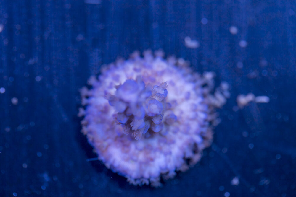 Acropora - Blue Fluffy