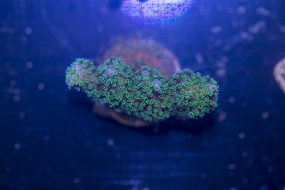 Stylophora
