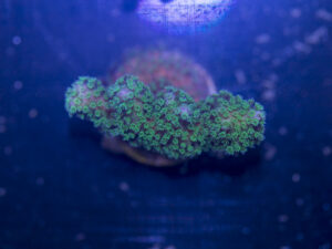 Stylophora