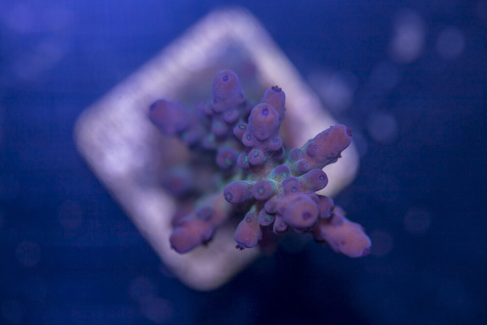 Acropora - Frankie's Kryptonite