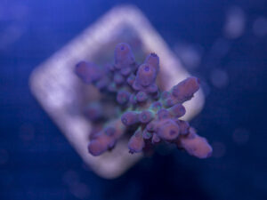 Acropora - Frankie's Kryptonite