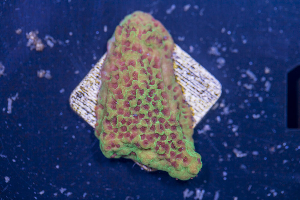 Montipora - Chilli Pepper