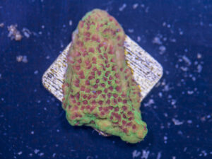 Montipora - Chilli Pepper