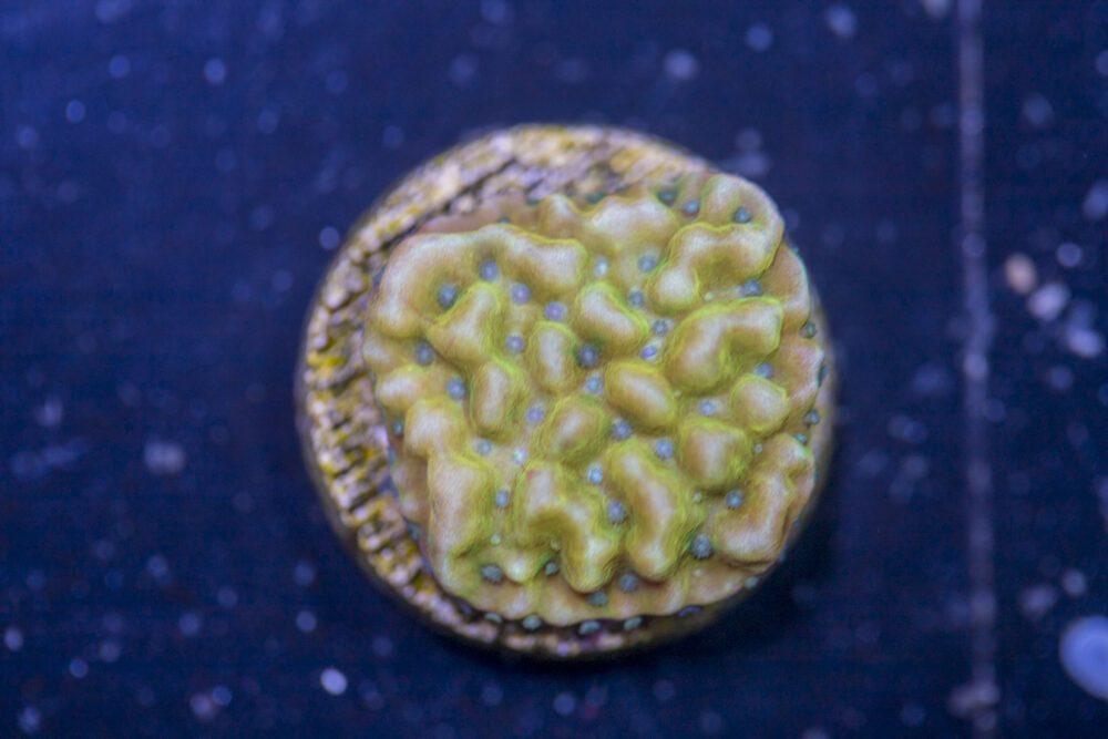 Montipora - Beach Bum