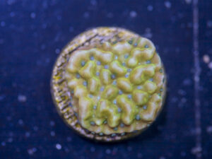 Montipora - Beach Bum