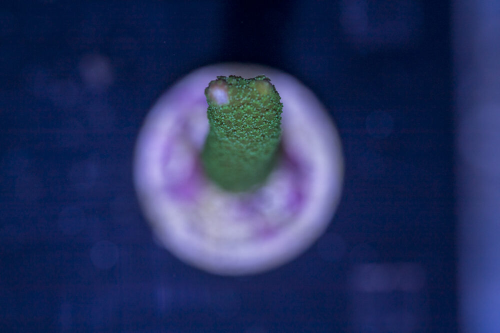 Montipora - Green Digitata