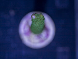 Montipora - Green Digitata