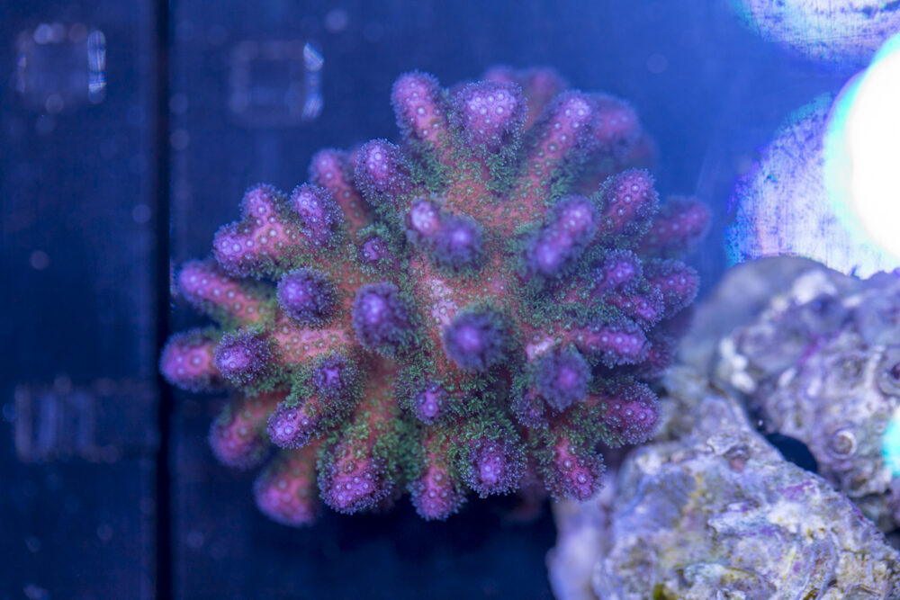 Pocillopora