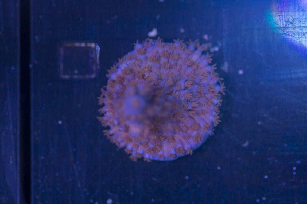 Acropora - Blue Fluffy