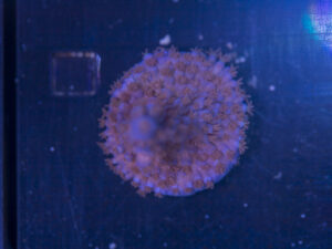 Acropora - Blue Fluffy