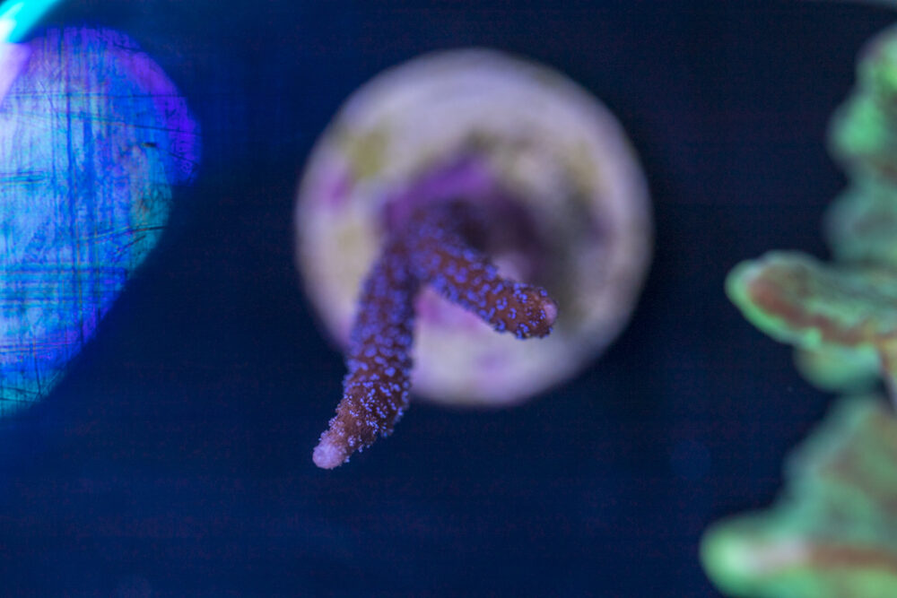 Montipora - Purple Digitata