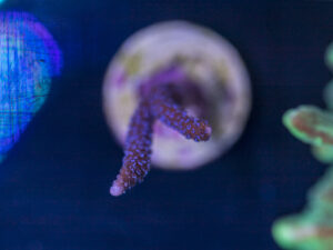 Montipora - Purple Digitata