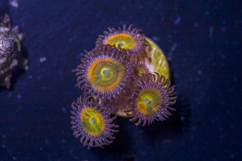 Zoanthids - Sunny D