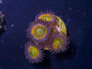 Zoanthids - Sunny D