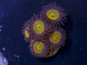 Zoanthids - Sunny D