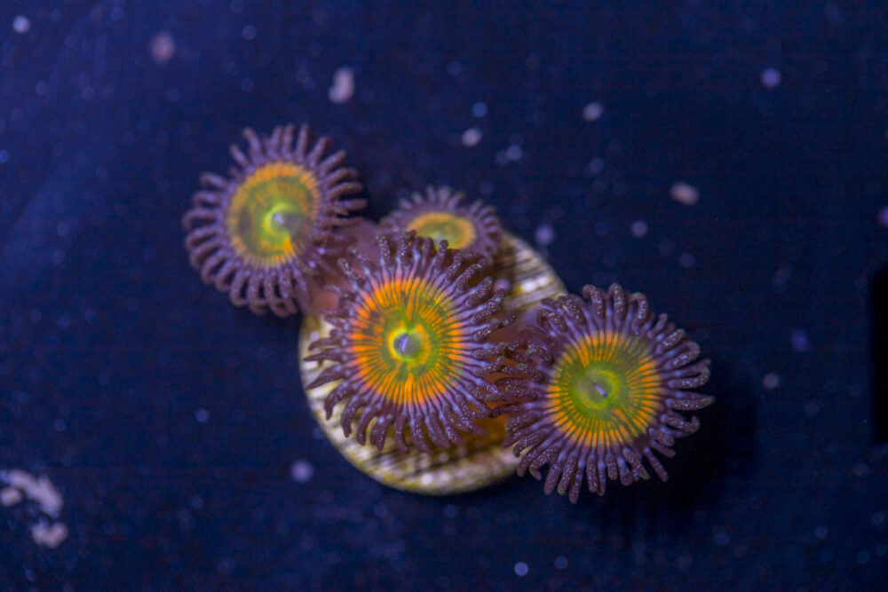 Zoanthids - Sunny D