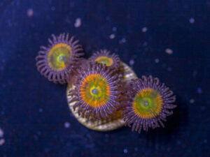 Zoanthids - Sunny D