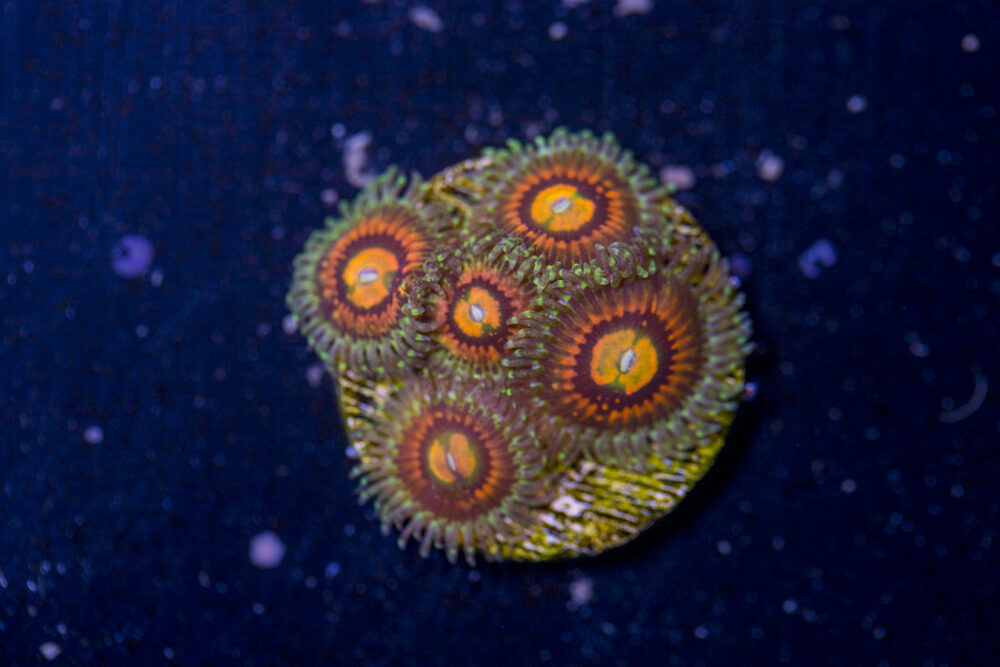 Zoanthids - Rainbow Incinerator