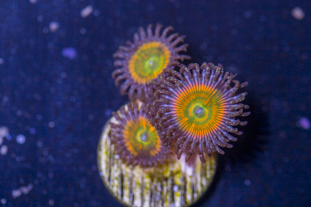 Zoanthids - Sunny D