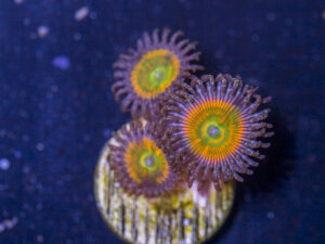 Zoanthids - Sunny D