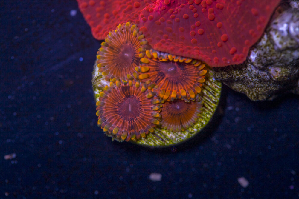 Zoanthids - KO Nightmare