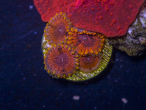 Zoanthids - KO Nightmare