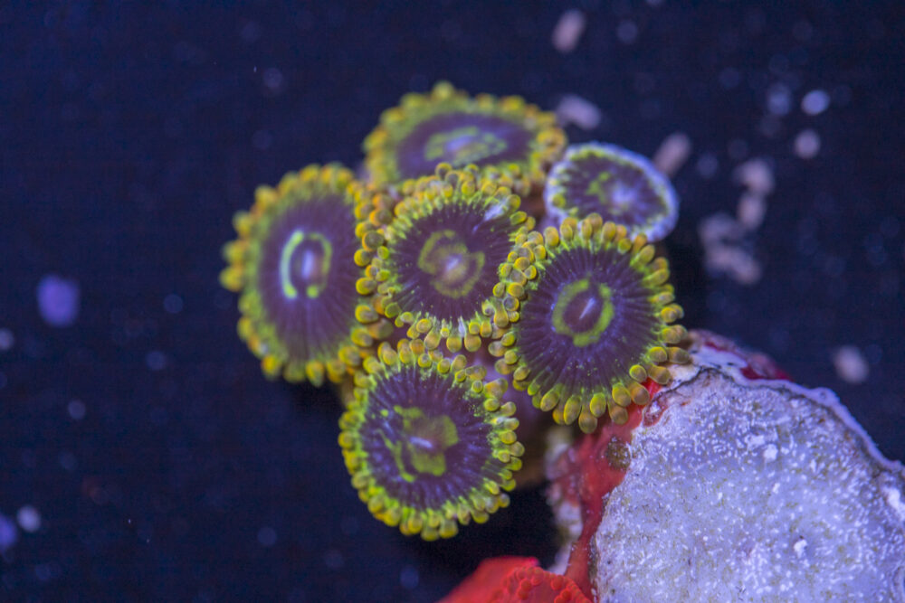Zoanthids - Rainbow Yoda