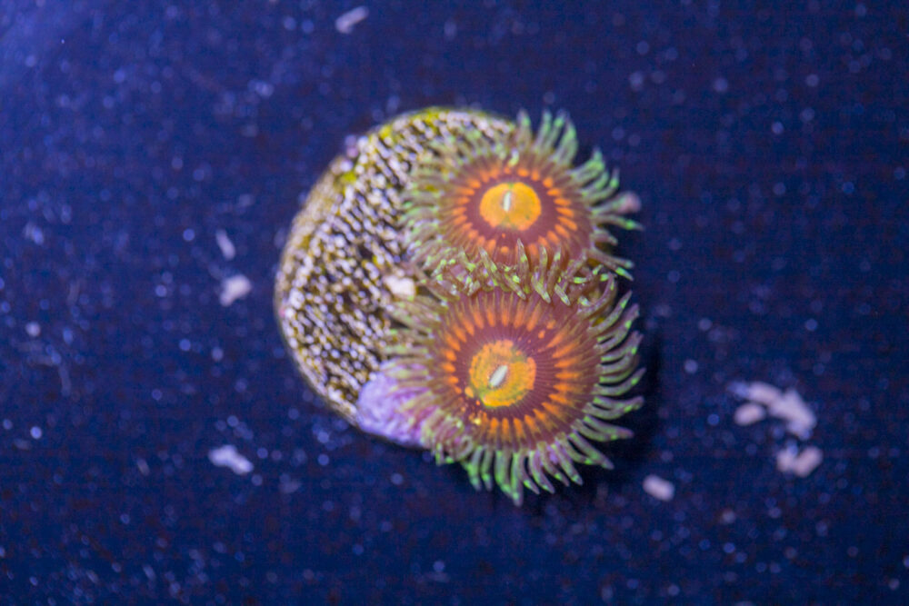 Zoanthids - Rainbow Incinerator