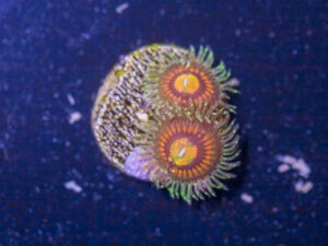 Zoanthids - Rainbow Incinerator