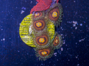 Zoanthids - Rainbow Incinerator