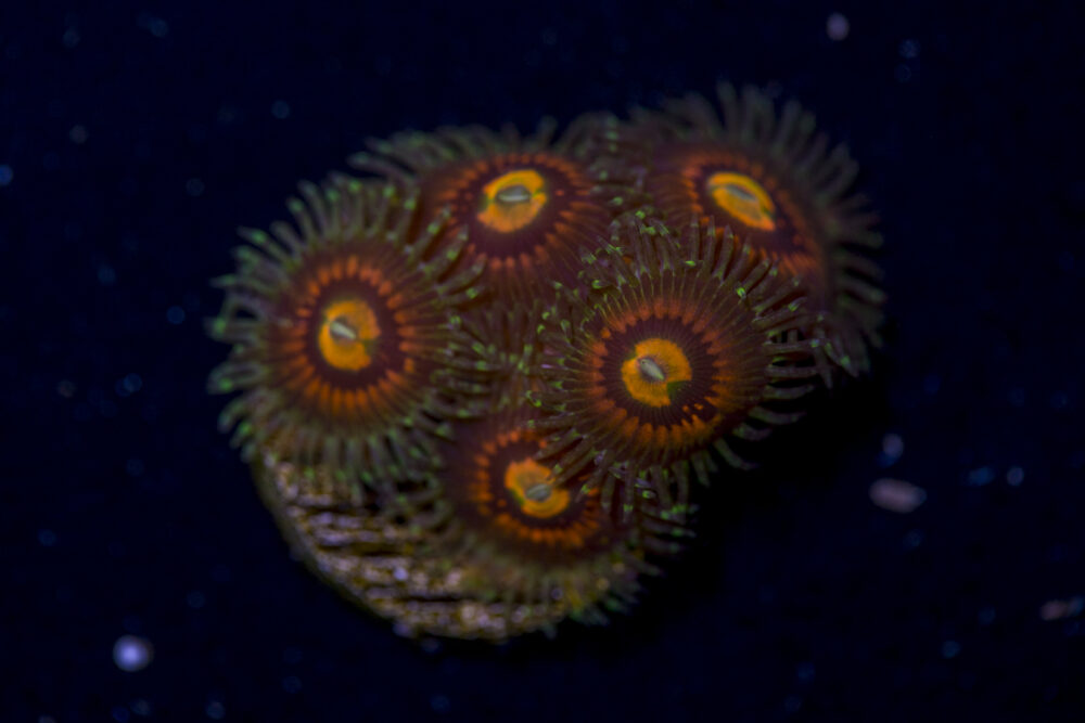 Zoanthids - Rainbow Incinerator