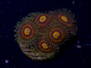 Zoanthids - Rainbow Incinerator
