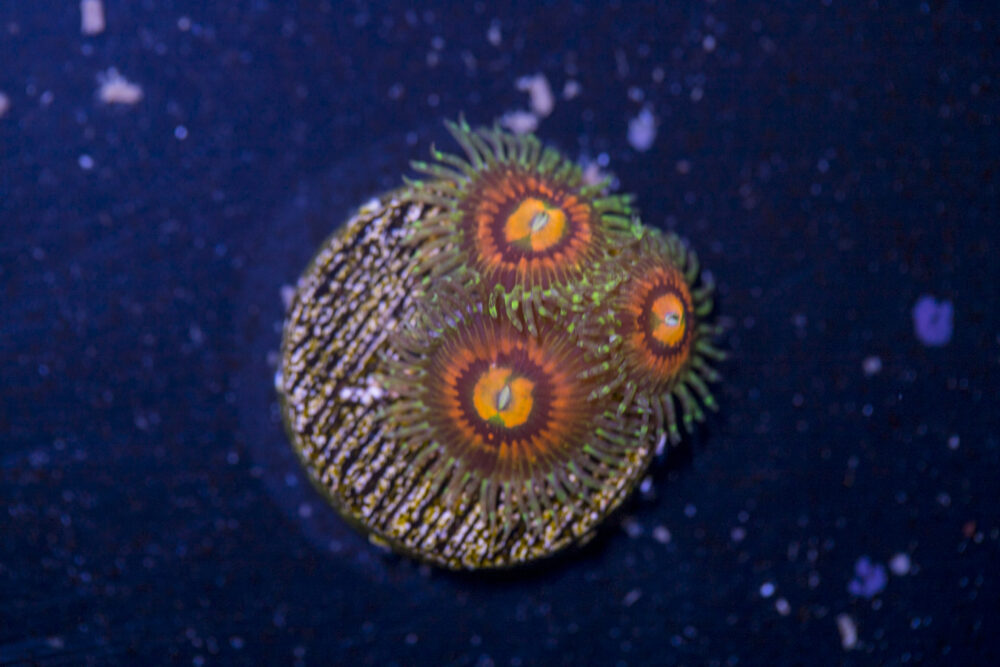 Zoanthids - Rainbow Incinerator