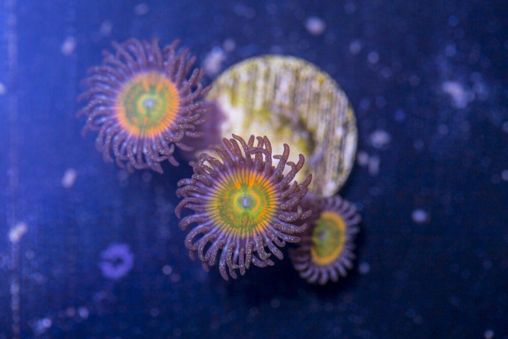 Zoanthids - Sunny D