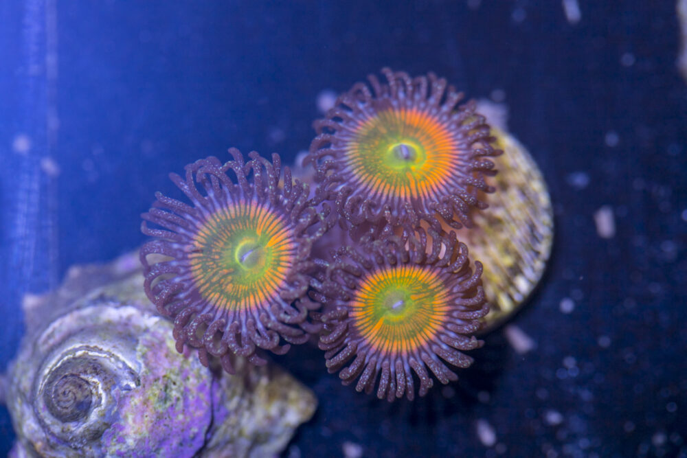 Zoanthids - Sunny D